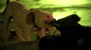 VM : du mat�riel! - Veronica Mars